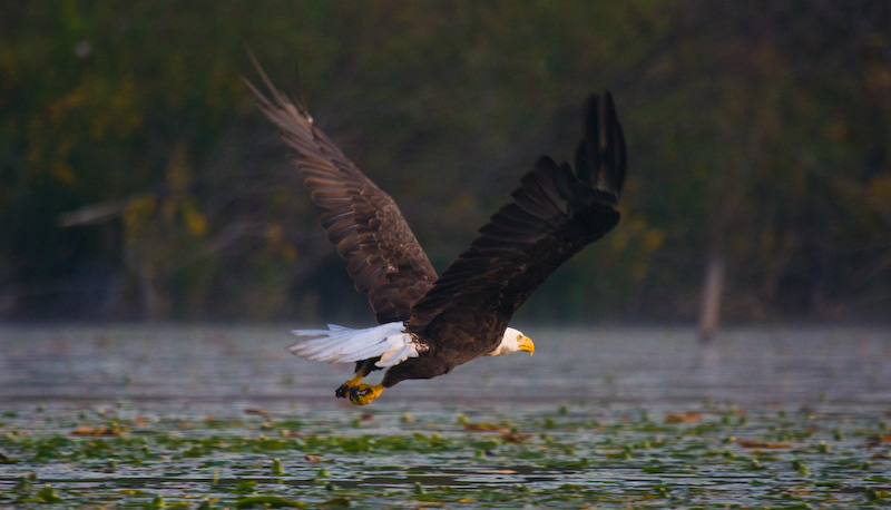 Bald Eagle In Flight